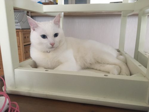 今週の猫店長 みるくちゃん】ブルーアイがキュートな白猫ちゃん | BLOG