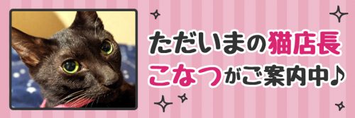 【今週の猫店長 こなつちゃん】小柄な美ニャン黒猫ちゃん