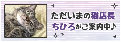 【今週の猫店長 ちひろちゃん】甘えん坊なぽっちゃり女子