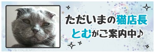 【今週の猫店長 とむちゃん】折れ耳と丸顔がチャームポイント