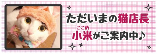【今週の猫店長 小米ちゃん】被り物も嫌がらないお利口さん