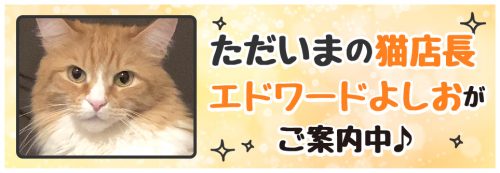 【今週の猫店長 エドワード・よしおちゃん】元気いっぱいなメインクーン