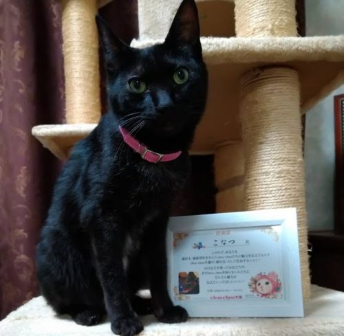 【猫店長就任記念品】オリジナル任命証&ポイントをプレゼント