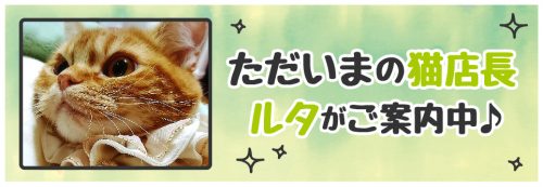 【今週の猫店長 ルタちゃん】とっても甘えん坊な茶トラねこちゃん