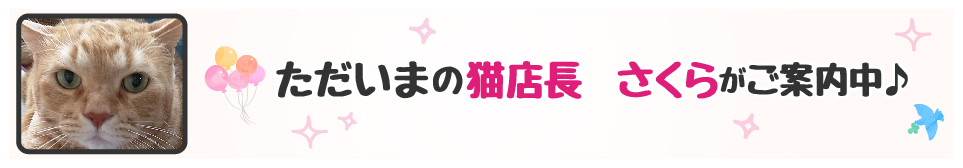 【今週の猫店長 さくらちゃん】まん丸なお顔がキュートすぎる！
