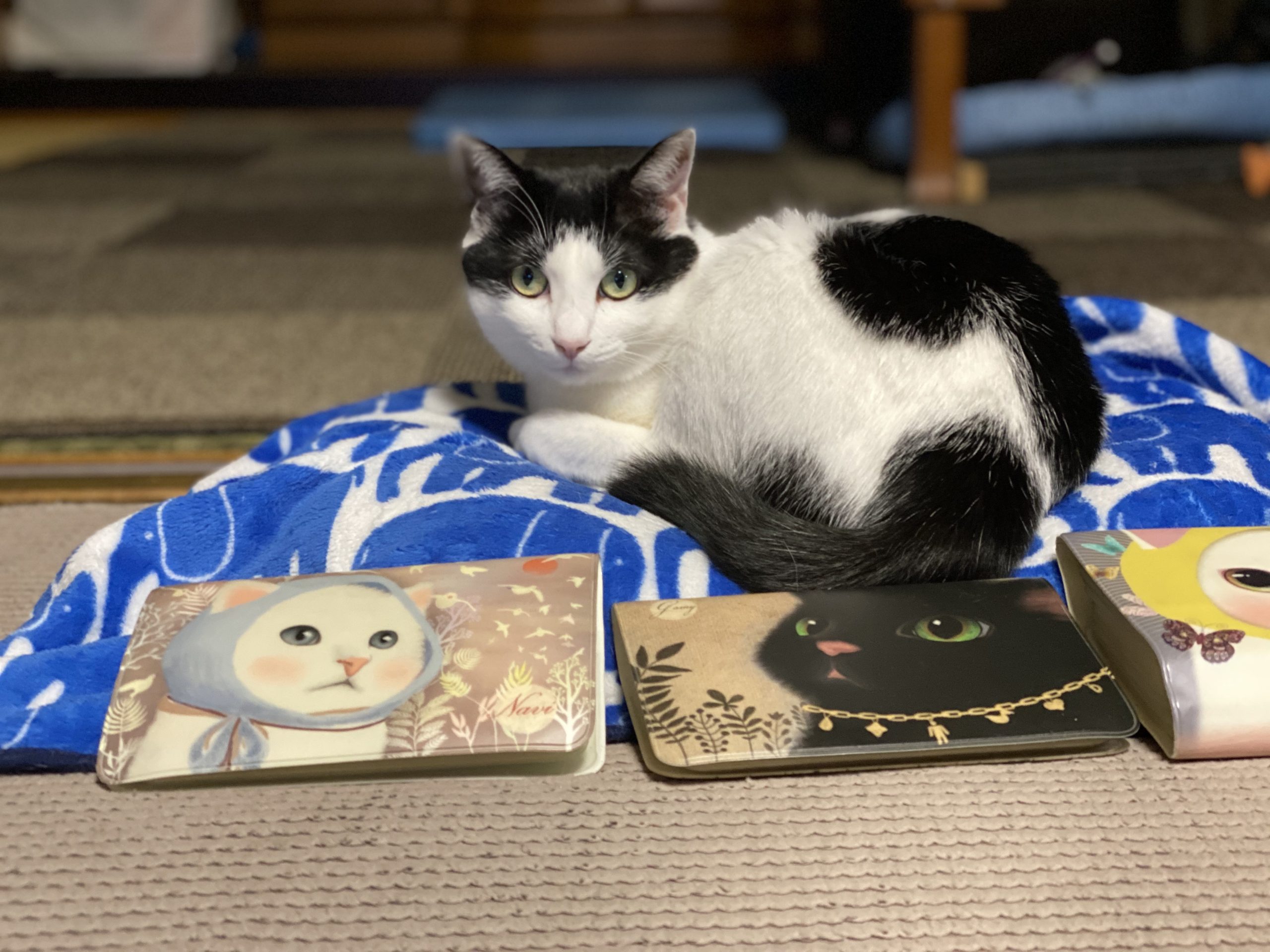 週末セール　国内作家 ハチワレ猫ちゃん Amazon.co.jp: トレンドマスター なでなでねこちゃんEX ハチワレ