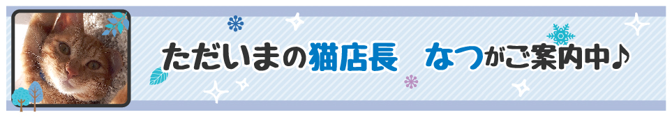 【今週の猫店長 なつちゃん】片足がなくても元気な茶トラねこ
