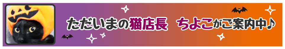 【今週の猫店長 ちよこちゃん】お水が大好きな黒ネコちゃん
