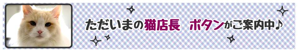 【今週の猫店長  ボタンちゃん】横顔がチャーミングなモフモフ猫ちゃん