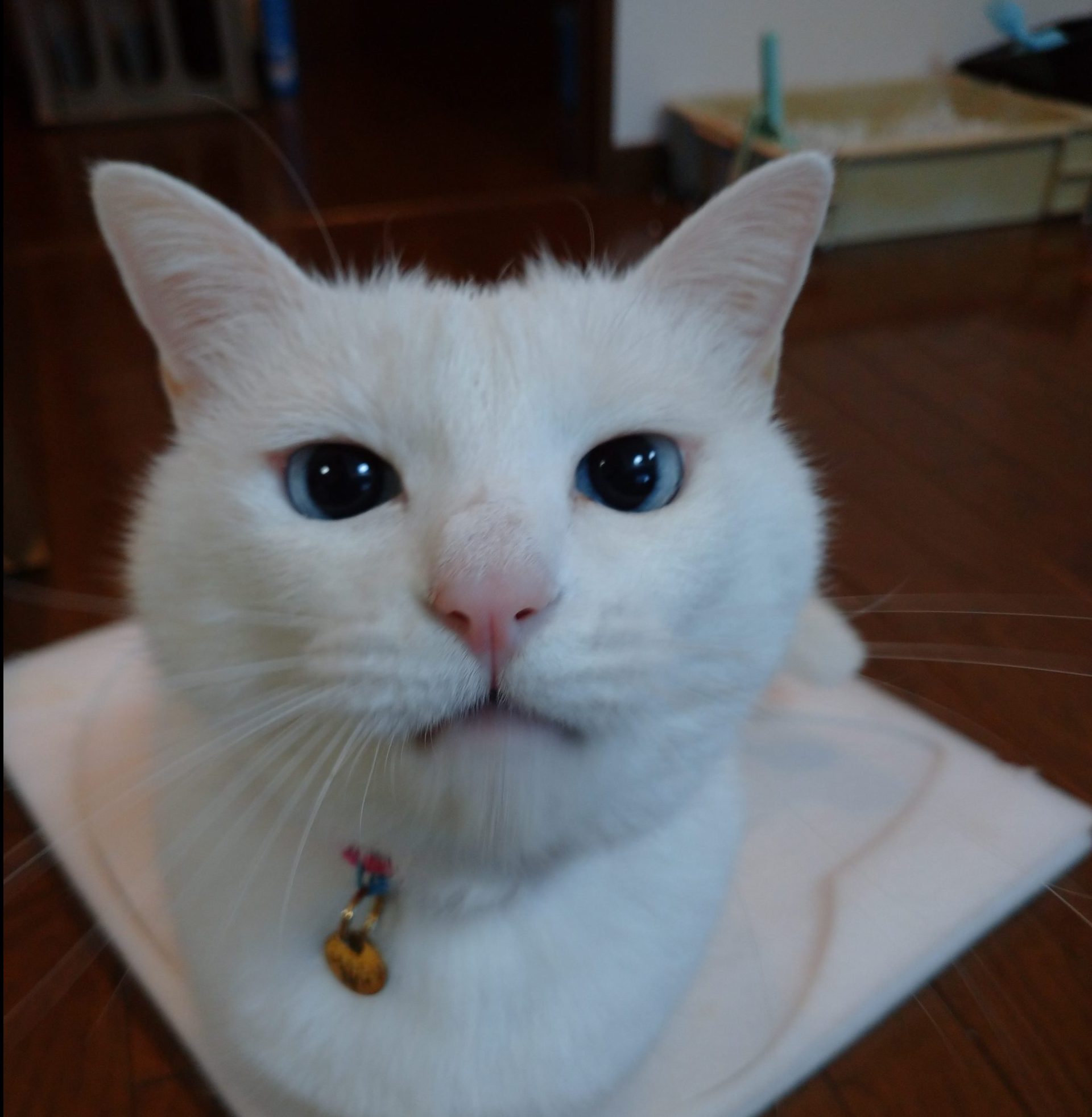 今週の猫店長 みーちゃん】ブルーアイがすてきな美人白ネコちゃん