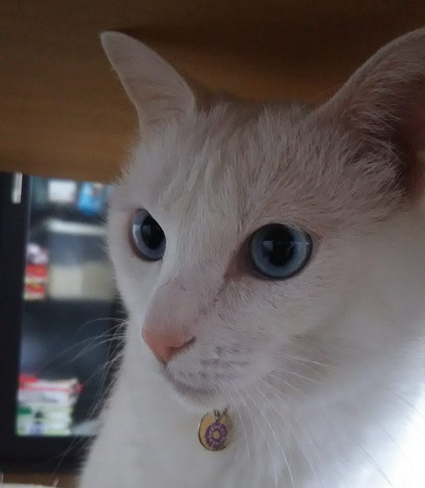 感謝価格(‗- ·̫ -‗^)ꪆ  ❤︎ブルーアイ猫ちゃん 今週の猫店長 みーちゃん】ブルーアイがすてきな美人白ネコちゃん