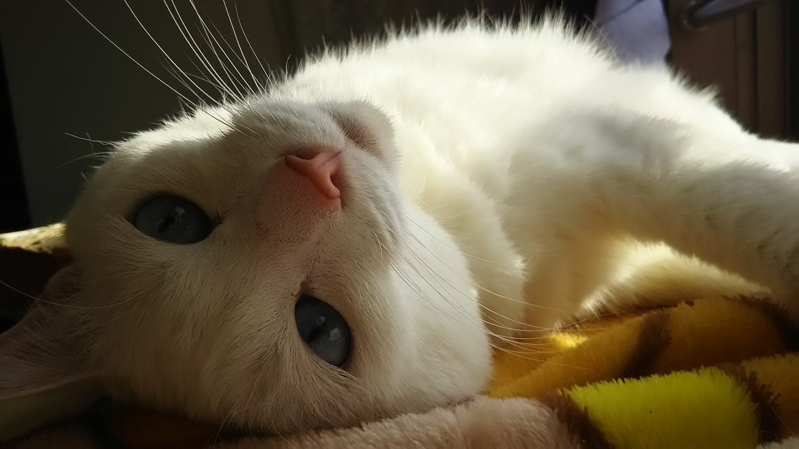 今週の猫店長 みーちゃん】ブルーアイがすてきな美人白ネコちゃん