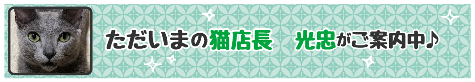 【今週の猫店長 光忠くん】元気いっぱいなロシアンブルーの男の子