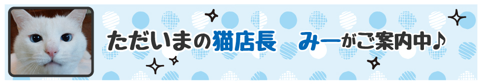【今週の猫店長 みーちゃん】ブルーアイがすてきな美人白ネコちゃん！
