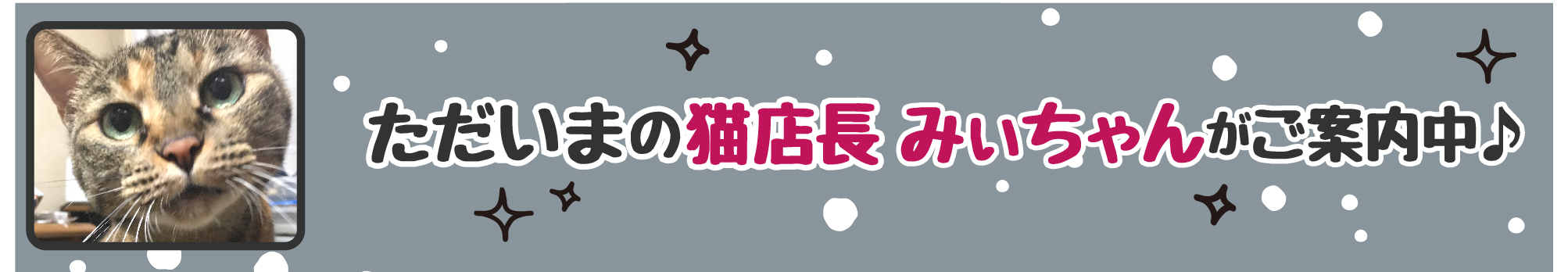 【今週の猫店長 みぃちゃん】気は強い！けど甘えん坊なネコちゃん
