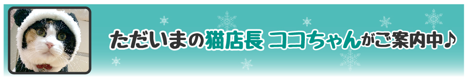 【今週の猫店長 ココちゃん】被り物担当のツンデレちゃん